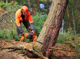 Reliable East Palestine, OH Tree Removal and Landscaping Services Solutions